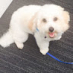 Meet your Posher, Mark